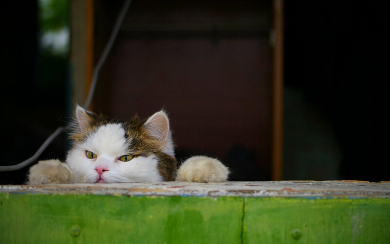 Calico Cat Peeking — White, Curious, Afternoon