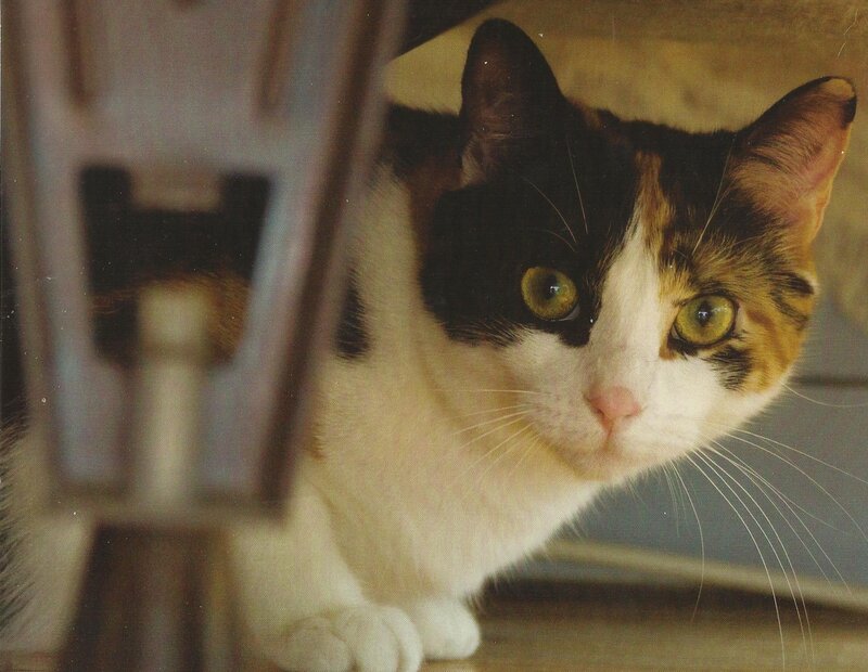 Calico Cat Peeking — White, Curious, Photograph