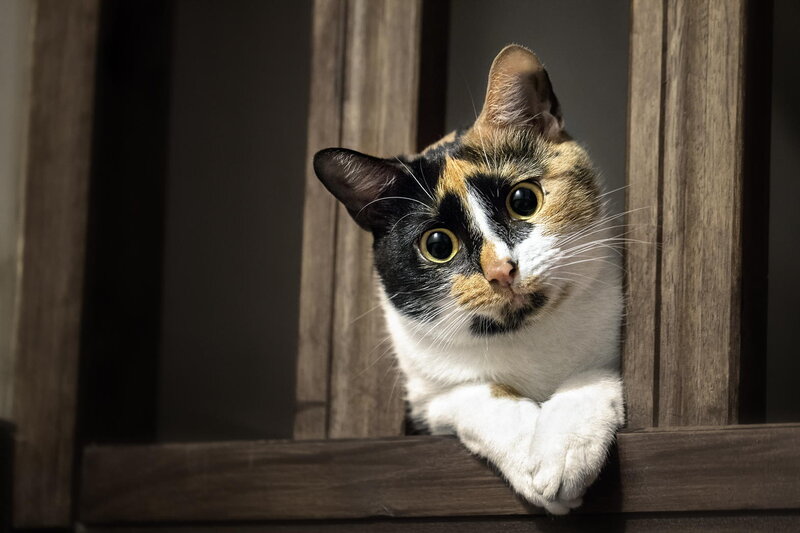 Calico Cat Peeking — White, Curious, Photograph, Wooden Structure
