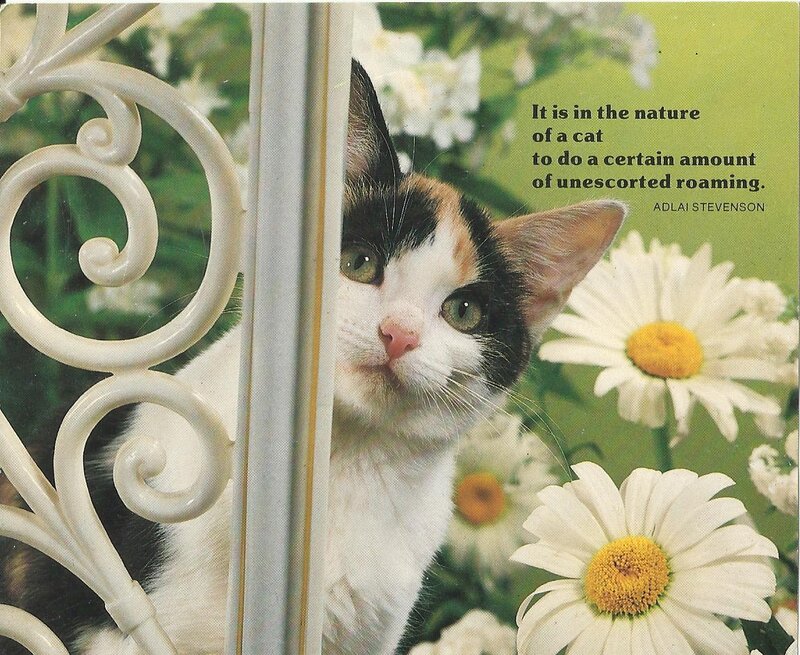 Calico Cat Peeking — White, Curious, Spring