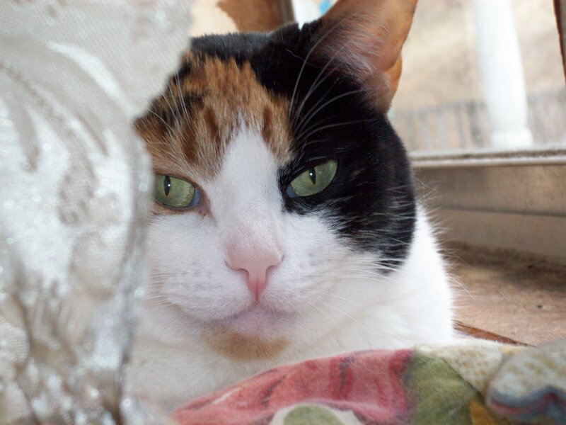 Calico Cat Peeking — White, Curious