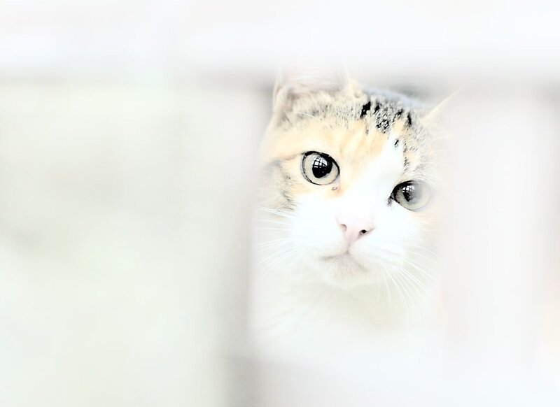 Calico Cat Peeking — White