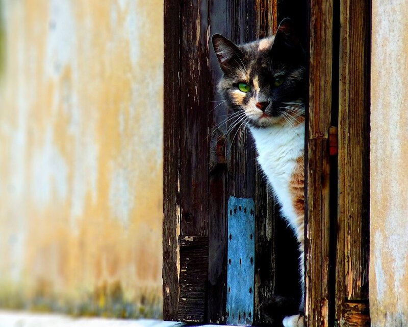 Calico Cat Peeking — Wooden Door