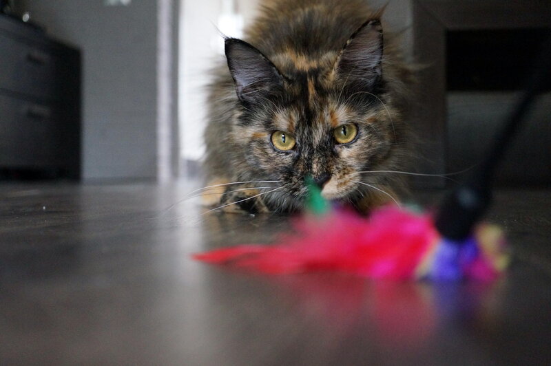 Calico Cat Playing — Brown