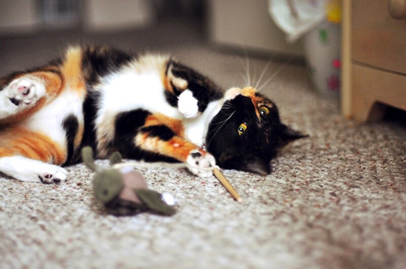 calico cat playing on floor