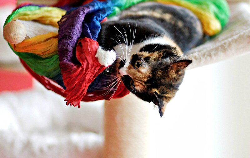 Calico Cat Playing