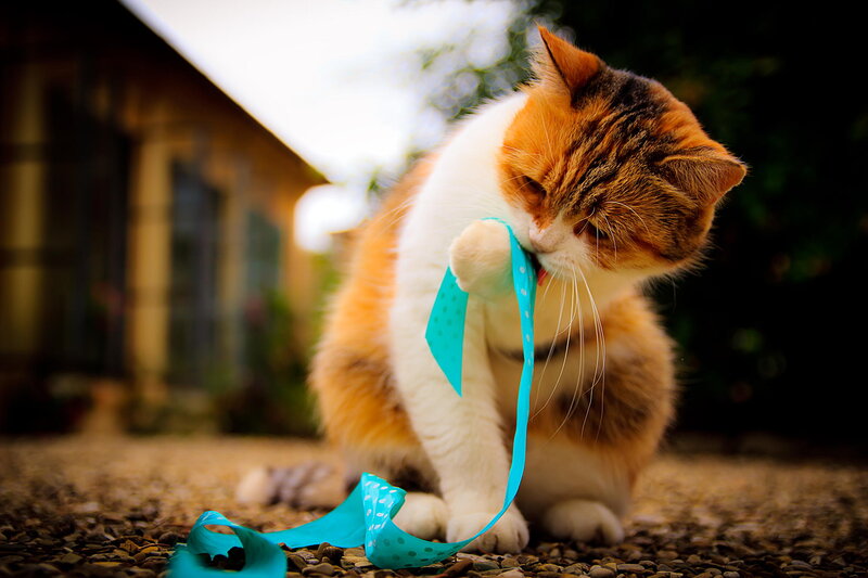 Calico Cat Playing with Ribbon