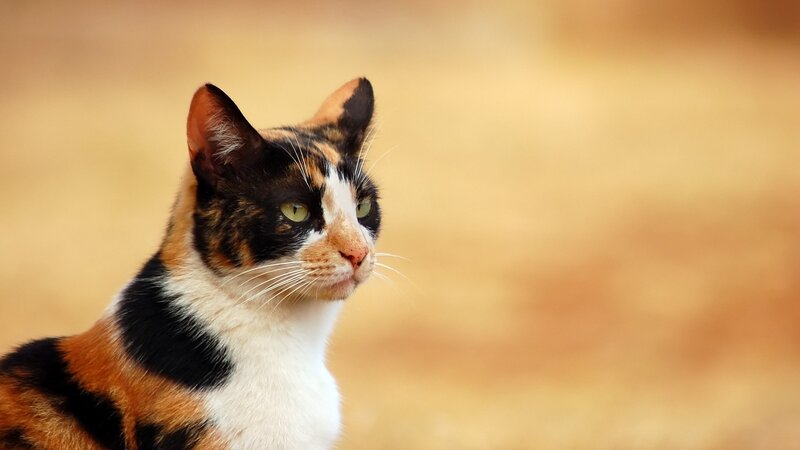 calico cat portrait
