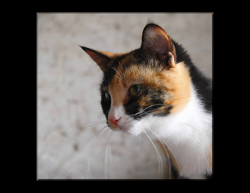 calico cat portrait