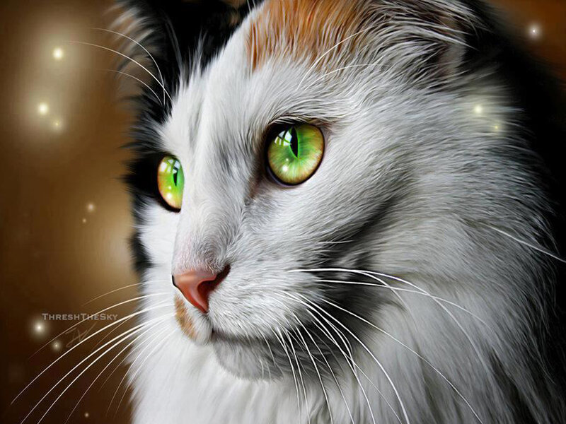 Calico Cat Portrait — White, Dramatic