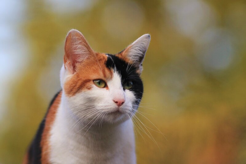 Calico Cat Portrait — White