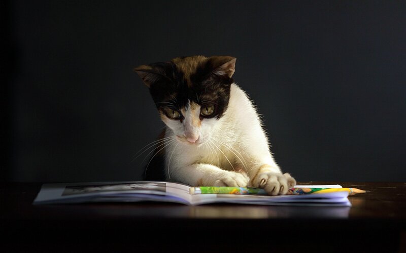 Calico Cat Reading Book — Black, Dramatic, Photograph