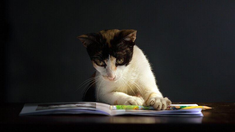 Calico Cat Reading Book — Black