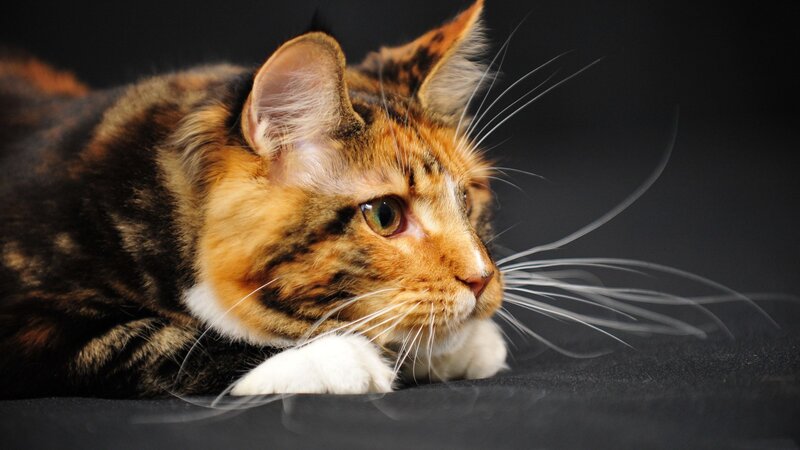calico cat resting