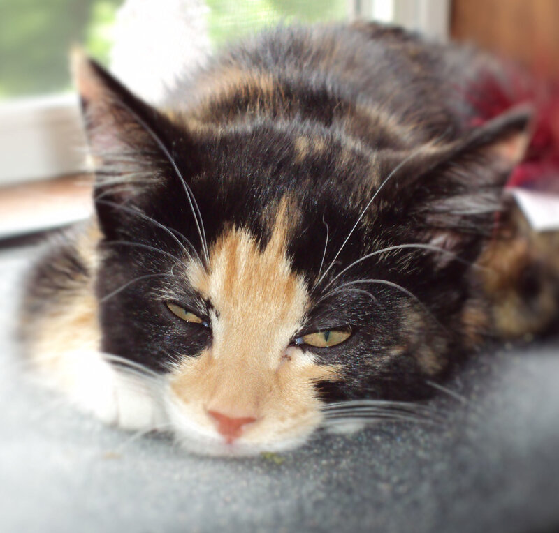 calico cat resting