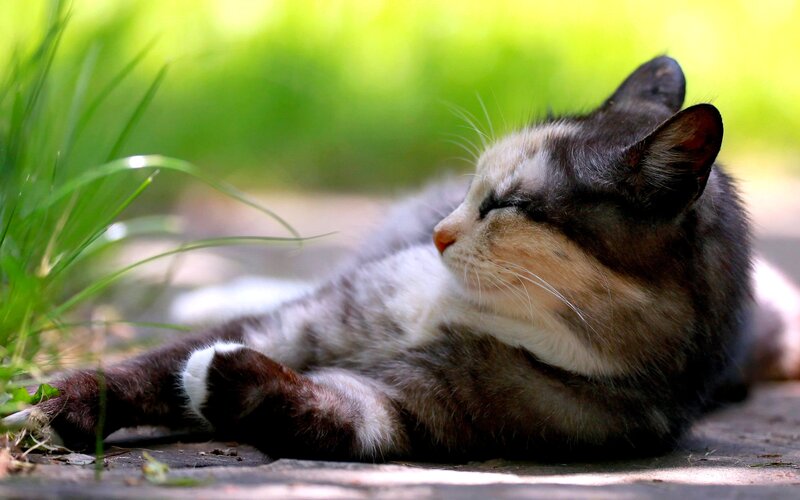 Calico Cat Resting — Green