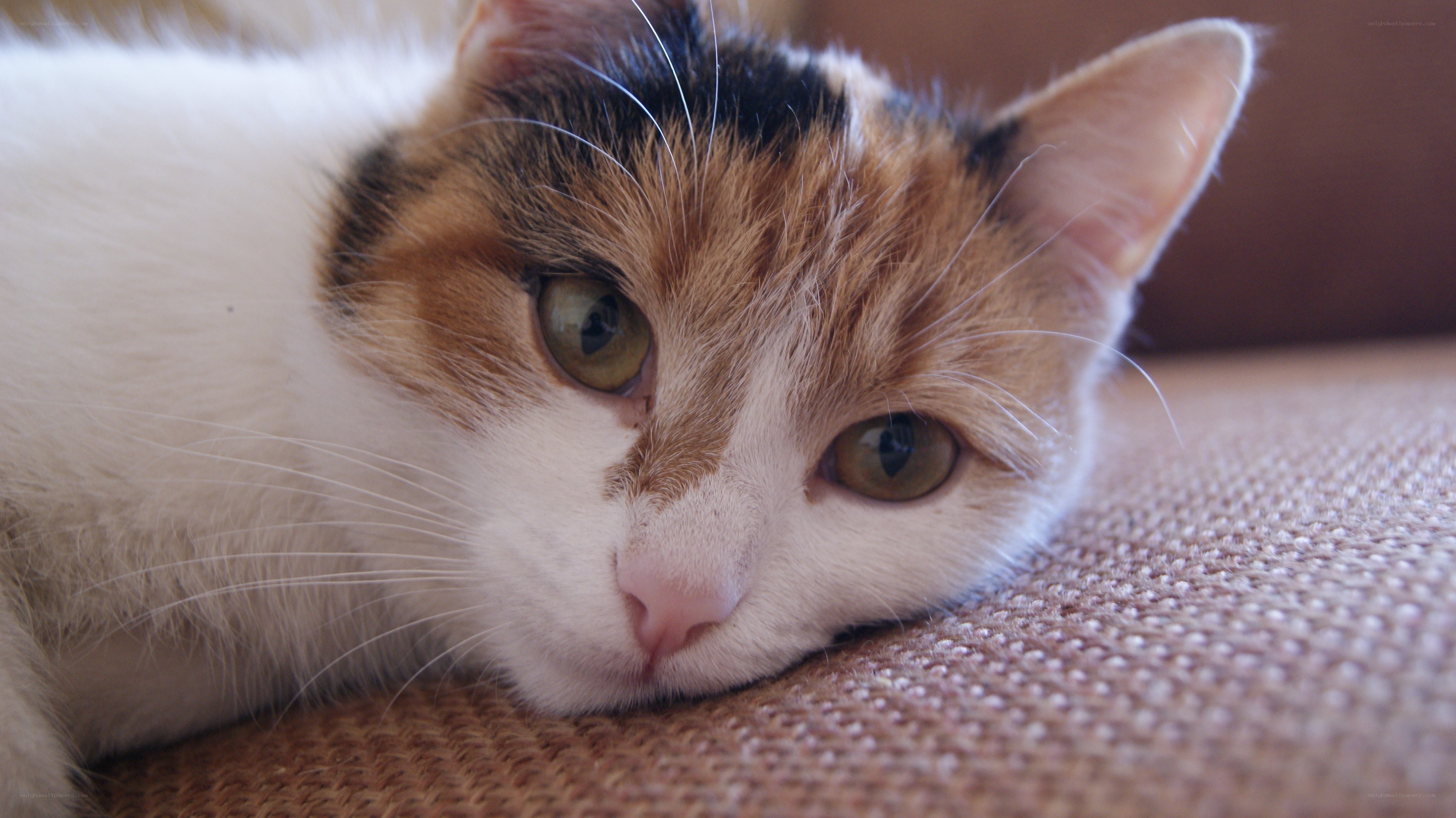 calico cat resting on couch