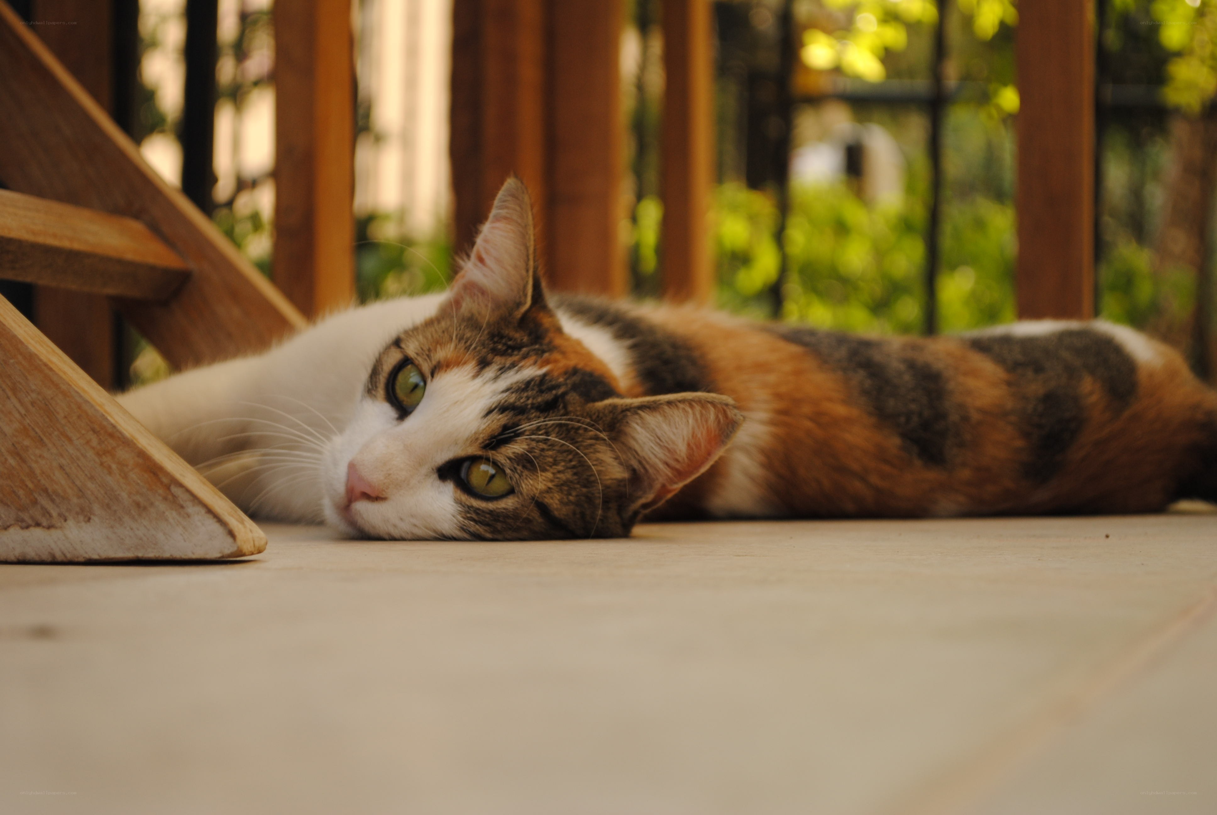 calico cat resting on deck