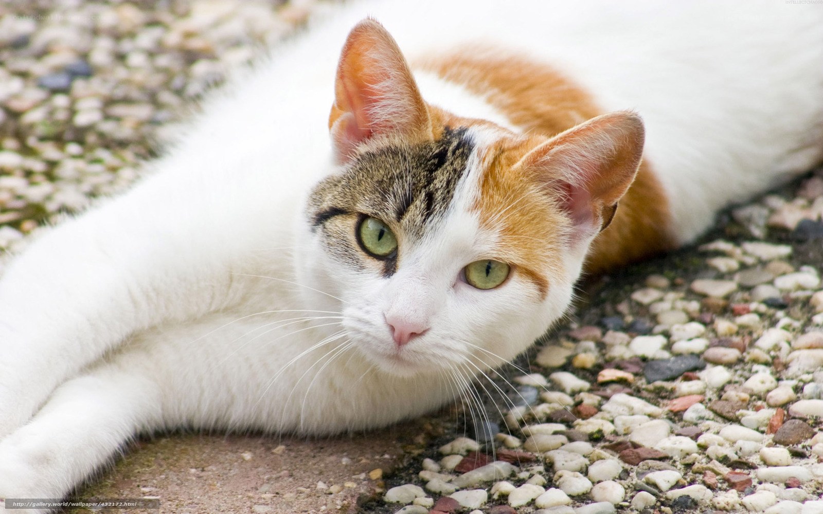 calico cat resting on pebbles