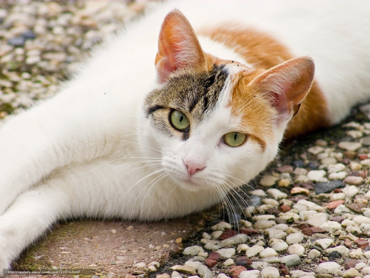 calico cat resting on pebbles