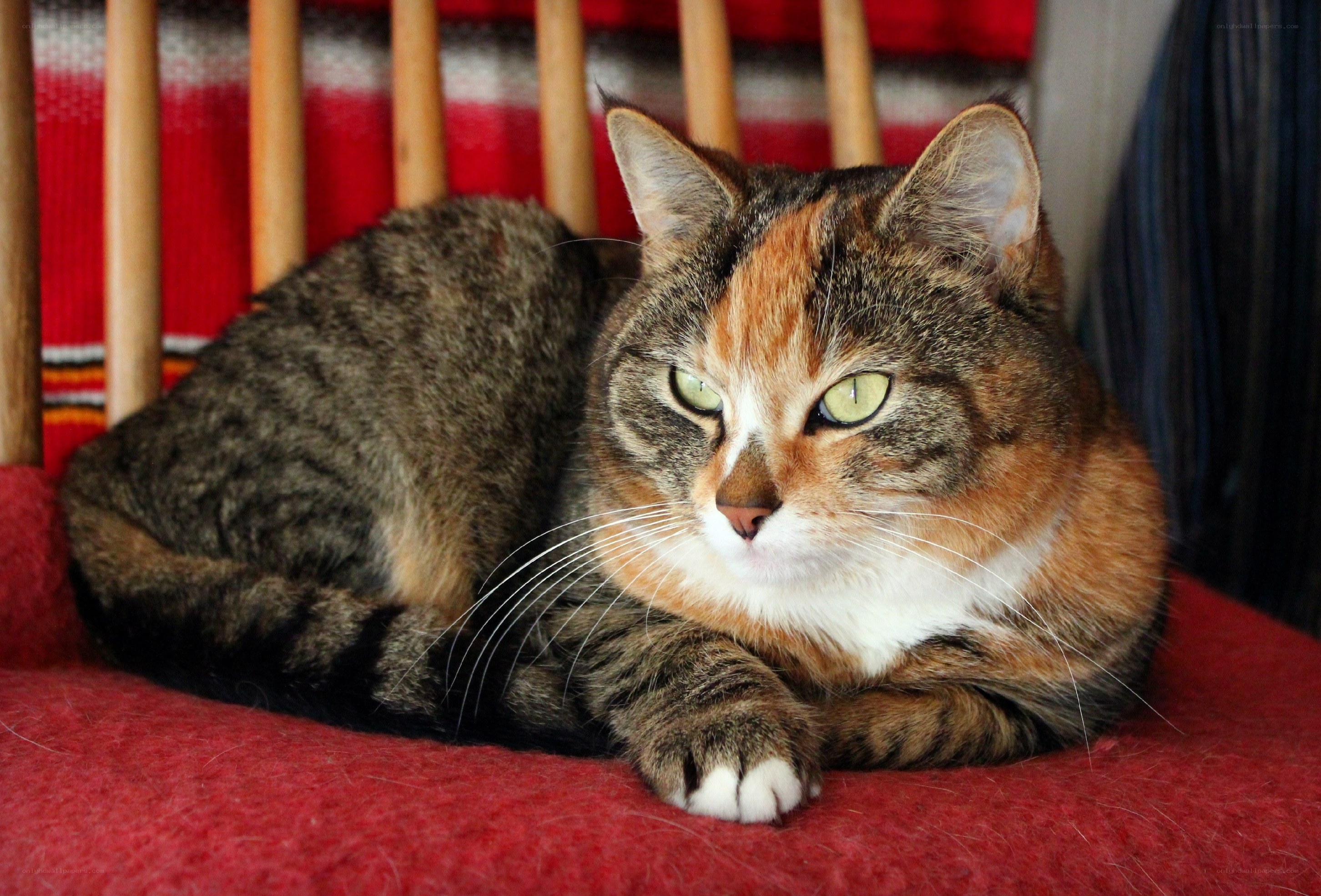calico cat resting on red chair