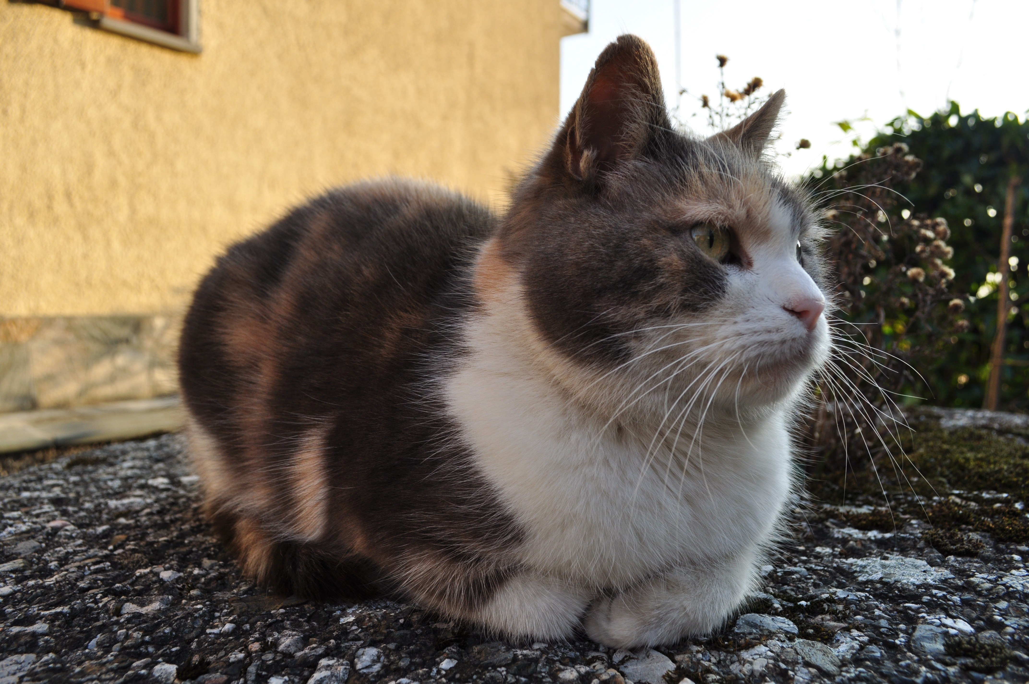 calico cat resting outside