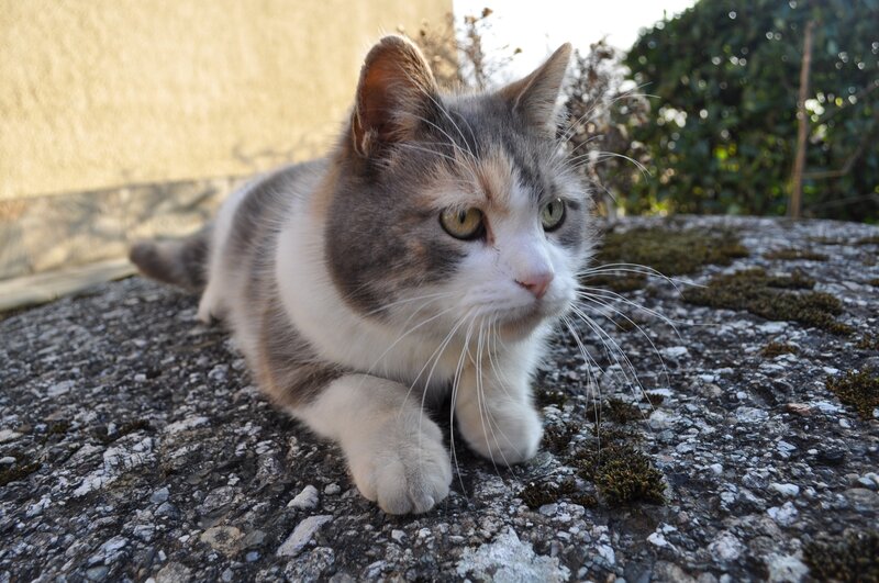 calico cat resting outside