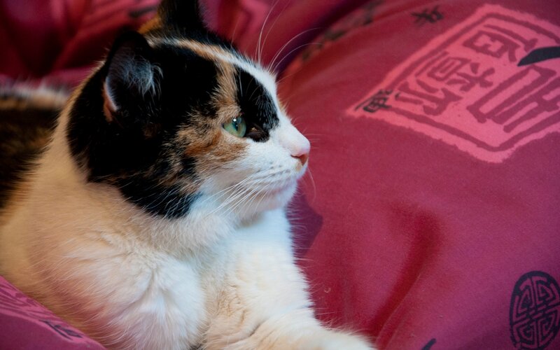 Calico Cat Resting — Red