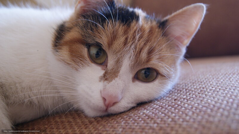 calico cat resting