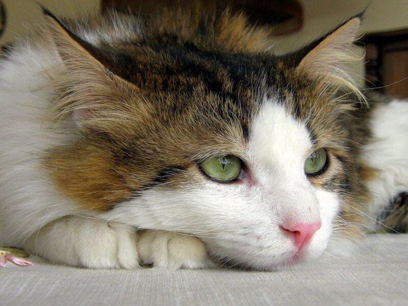 Calico Cat Resting — White, Calm