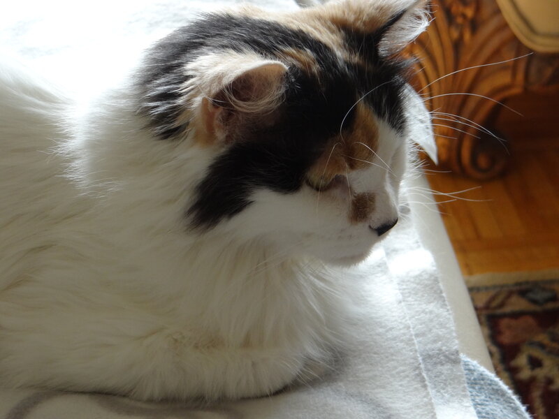 Calico Cat Resting — White, Peaceful