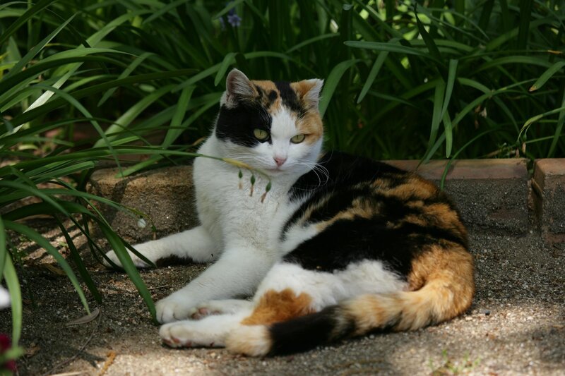 Calico Cat Resting — White