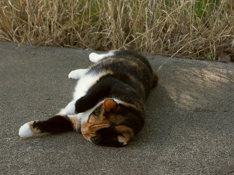 calico cat rolling on pavement