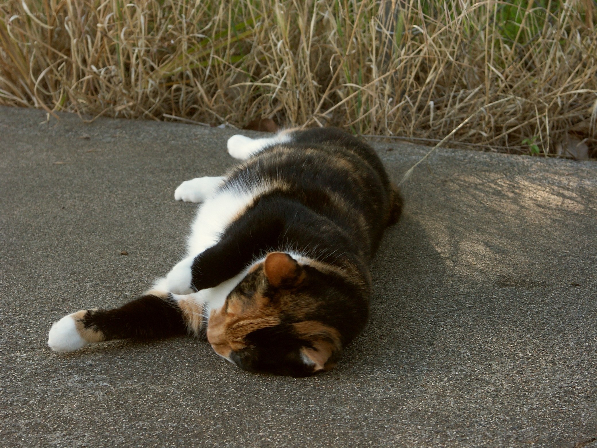 calico cat rolling on pavement