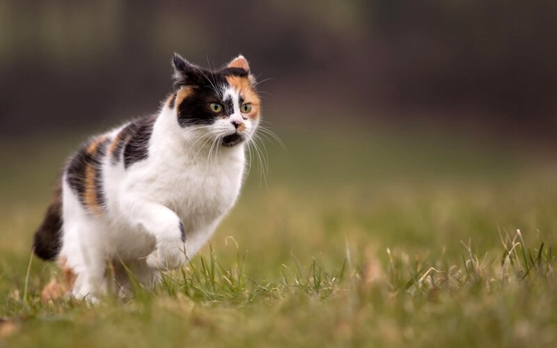 Calico Cat Running