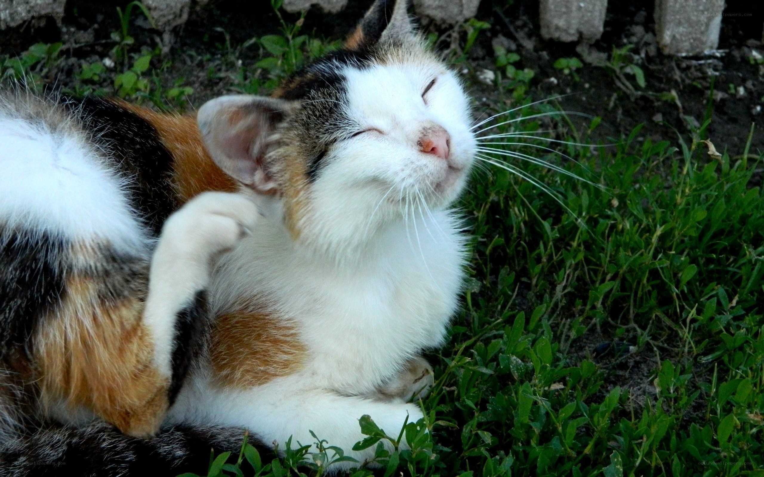 calico cat scratching back
