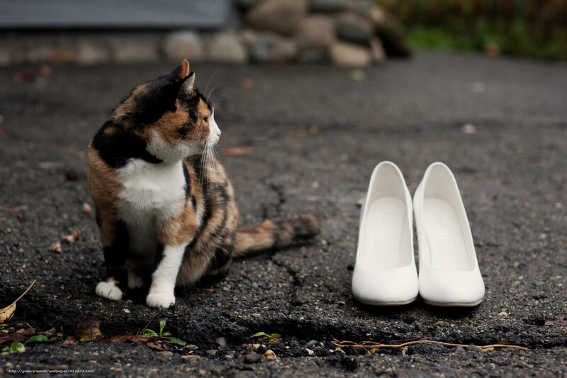 Calico Cat Sitting — Black, Calm