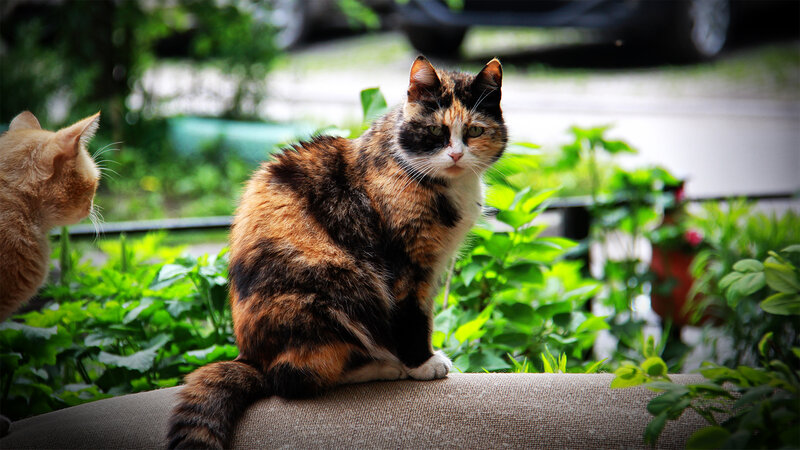 Calico Cat Sitting — Brown, Calm, Afternoon, Photograph