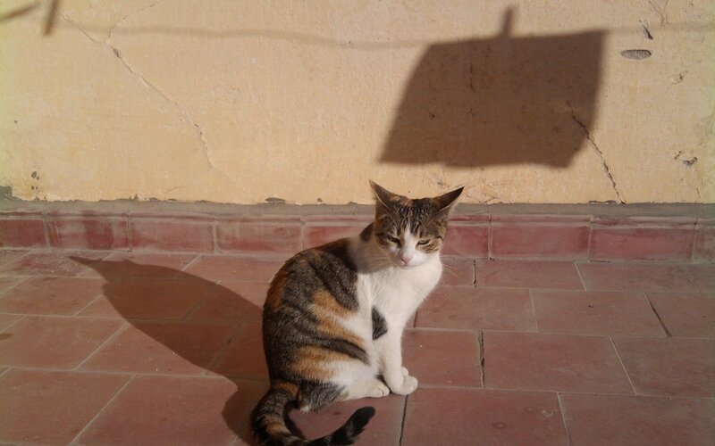 Calico Cat Sitting — Brown, Calm, Afternoon