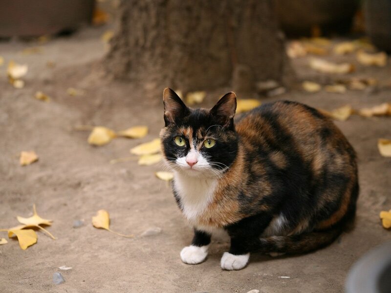 Calico Cat Sitting — Brown, Calm, Autumn, Photograph, Leaves