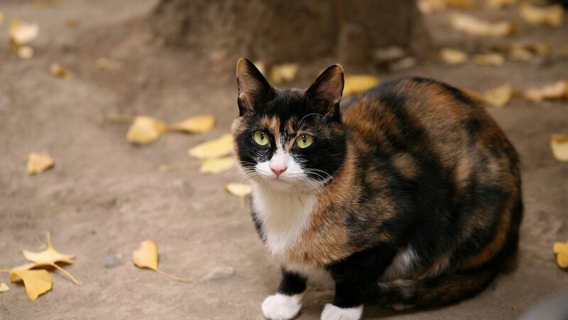 Calico Cat Sitting — Brown, Calm, Autumn, Photograph