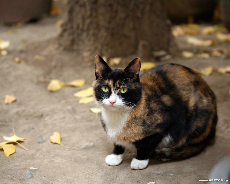 Calico Cat Sitting — Brown, Calm, Autumn