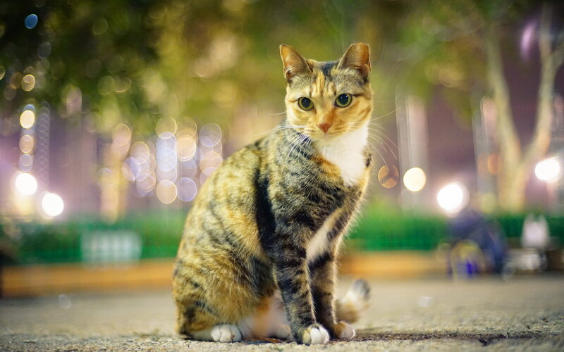 Calico Cat Sitting — Brown, Calm, Night