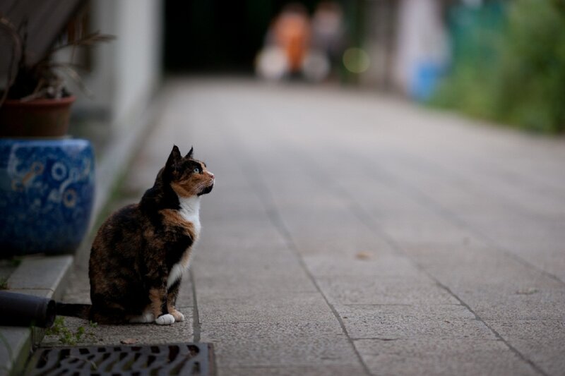 Calico Cat Sitting — Brown, Calm, Photograph