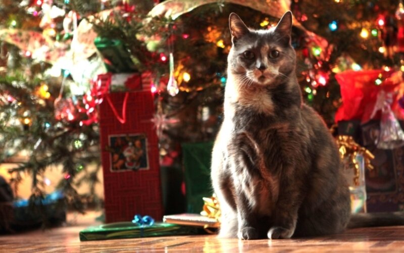 Calico Cat Sitting — Brown, Festive