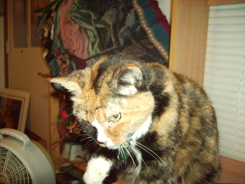Calico Cat Sitting — Brown, Neutral