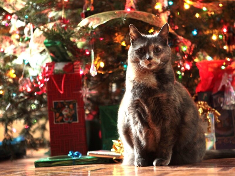 Calico Cat Sitting — Brown