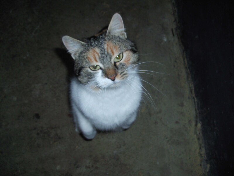 Calico Cat Sitting — Gray, Neutral