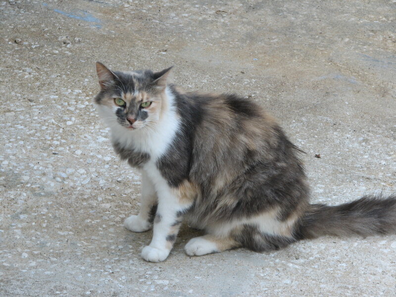 Calico Cat Sitting — Gray