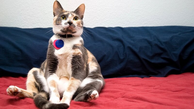 calico cat sitting on bed